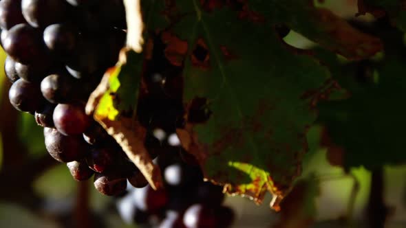 Close-up of red wine grapes