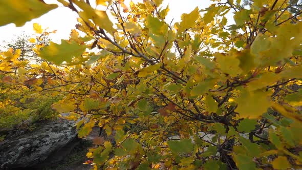 Autumn Tree