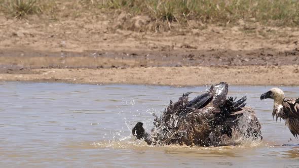 980185 African white-backed vulture, gyps africanus, Group standing in Water, having Bath, Marabou S