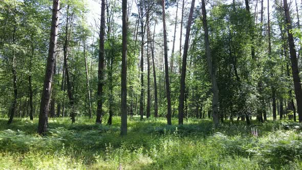 Trees in the Forest By Summer Day