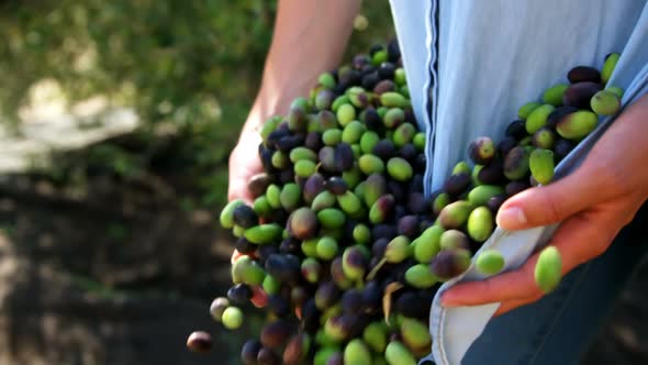 Mid-section of farmer collecting olives in farm 4k