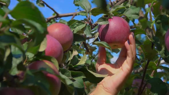 Female Hand Takes a Ripe Apple From a Branch