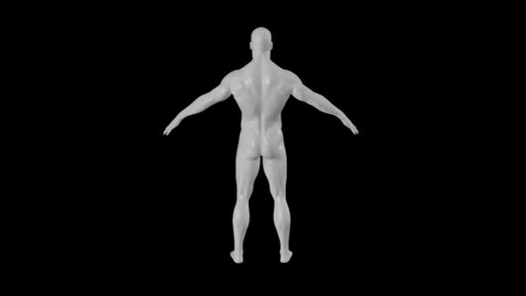 Male Body