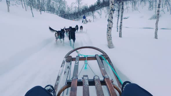 Dogsledding Norway In Snow 4K