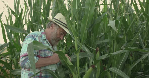 The Senior Farmer Examines and Checks the Corn Cobs in the Field