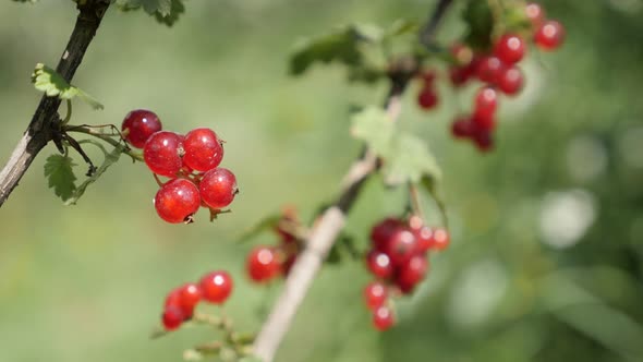 Fruit plant Ribes rubrum in natural environment shallow DOF 4K 2160p 30fps UltraHD footage - Small r