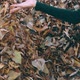 Close up of a female hand throwing dry golden leaves in autumn garden - VideoHive Item for Sale