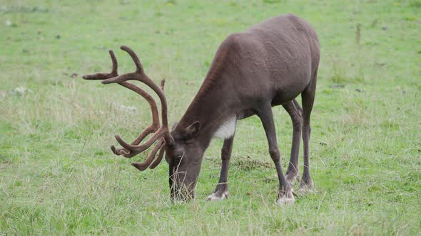Grazing Reindeer, Rangifer Tarandus, Also Known As the Caribou.