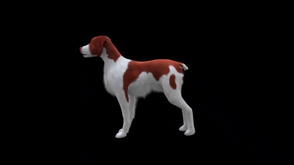 Brittany Dog Idle Side View