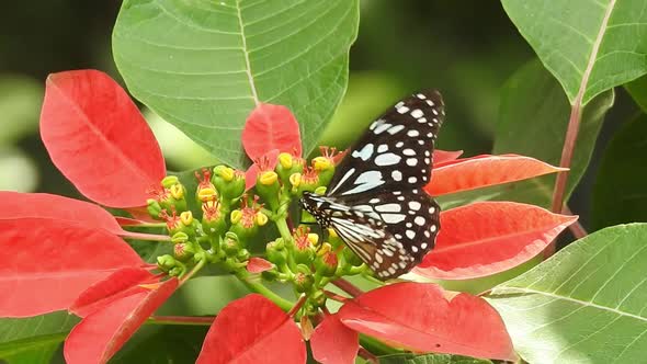 Butterfly closeup on yellow flower. Monarch Butterfly on yellow flower. Tiger Butterfly closeup view