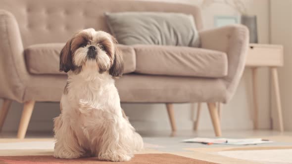 Cute Shih Tzu Dog at Home