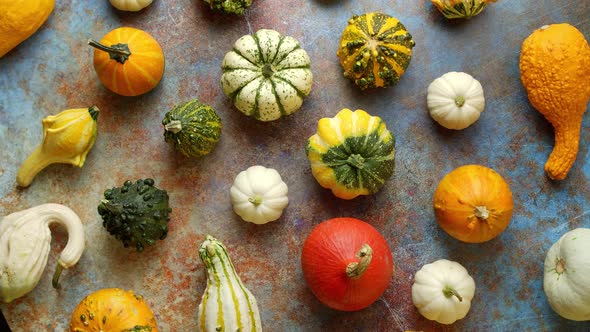 Various Colorful Mini Pumpkins Placed on Rusty Background