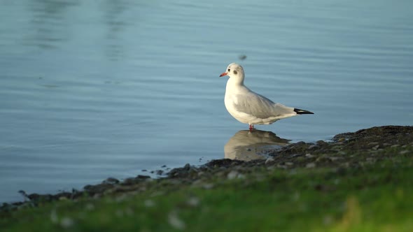 Seagull on the Shore at Seeburgpark in Kreuzlingen Stadt, Switzerland.