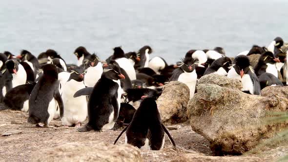 Rock Hopper Penguins Shot In The Falkland Islands