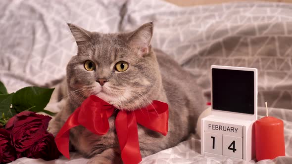 Romantic valentines day at home with pet cat in bed