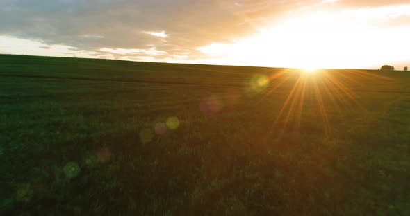 Flight Above Rural Summer Landscape with Endless Yellow Field at Sunny Summer Evening. Agricultural