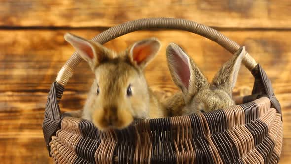 Two Cute Fluffy Affectionate Brown Bunnies Sit in a Wicker Basket and Wiggle Their Ears