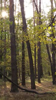 Vertical Video Autumn Forest By Day