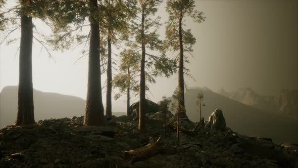 Trees in Fog in Mountains alt