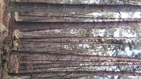 Vertical Video of Trees in a Pine Forest Slow Motion