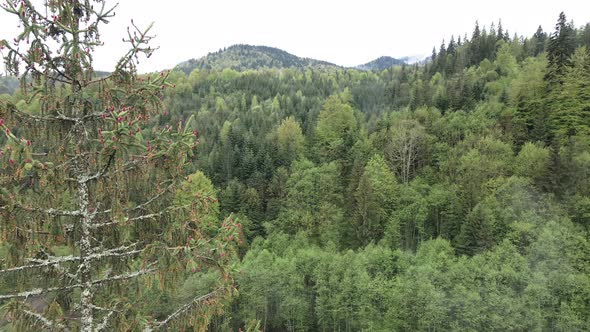 Spruce in the Forest. Carpathian Mountains. Slow Motion. Ukraine. Aerial