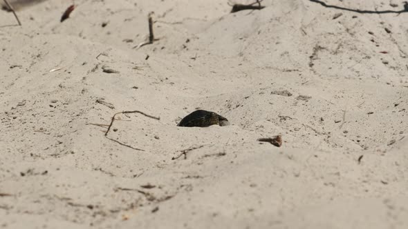 River Turtle Crawling on Sand To Water Near Riverbank. Slow Motion