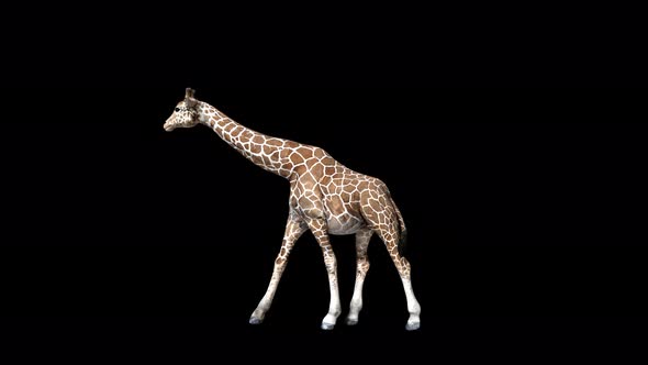 4K Giraffe Walk alt