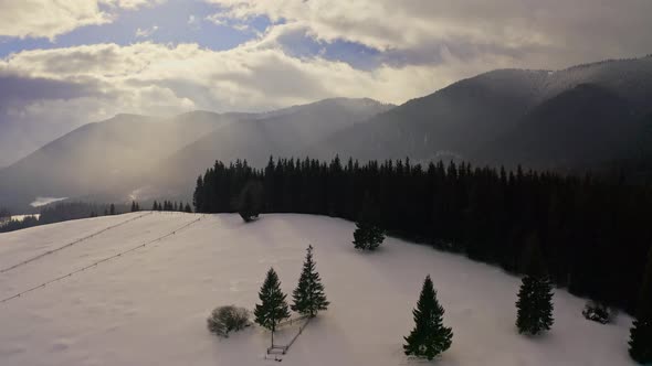 Flying Over a Coniferous Forest in Winter