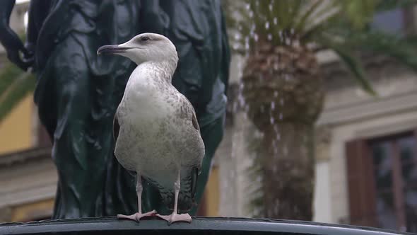 Seagull Relaxing on Edge of Fountain