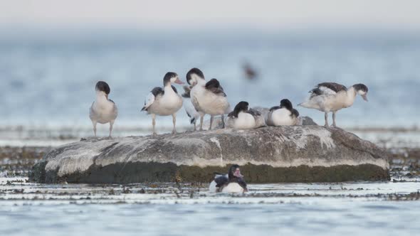 Juvenile Shelduck Birds In Southern Sweden