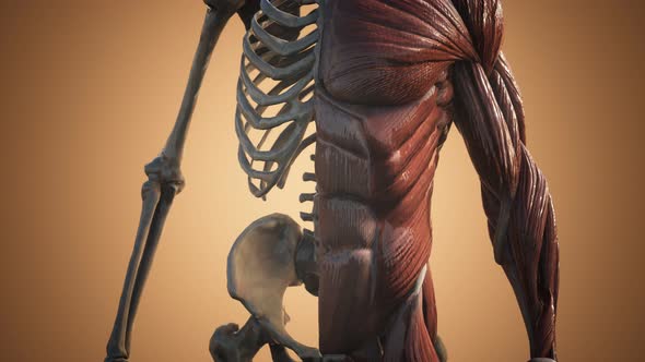 Muscular and Skeletal System of Human Body alt