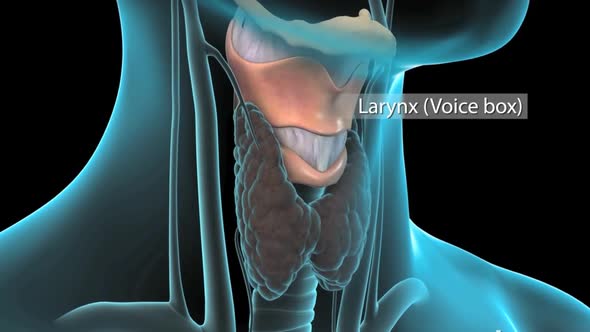 It's a hollow tube that connects your throat to the rest of your respiratory system. Larynx