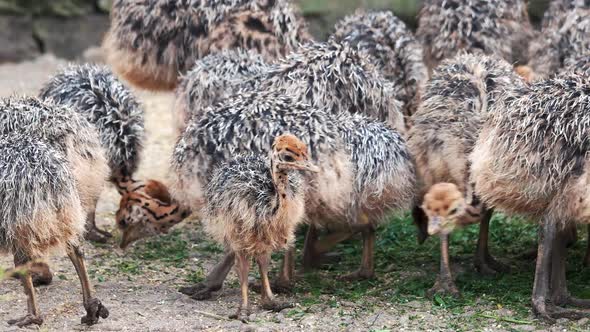 Cute Farm Baby Ostriches Close Up