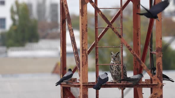 Long Eared Owl Asio Otus on a Metal Structure Surrounded By Aggressive Crows