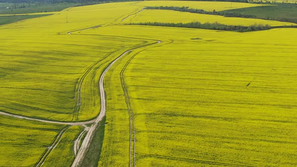 Canola Rapeseed Field. Aerial Drone Shot.