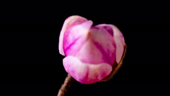 Time Lapse of Magnolia flower blooming. Opening beautiful flower buds.