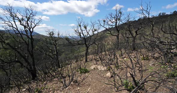 Burned forest, Massif des Maures, Provence, France