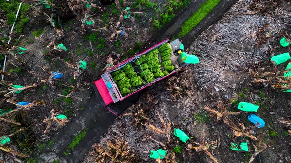 Farmers Collect Bananas and Load them into the Machine 4 k Aerial View Alanya Turkey