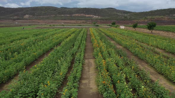 Aerial Drone footage of a sunflower field