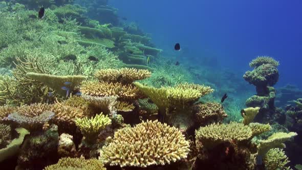 Coral reef with table corals and hard corals in Maldives