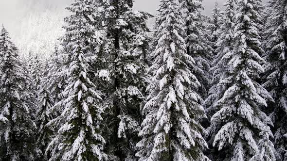 Flying over snow covered forest in Oregon