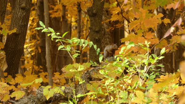 Grey Squirrel Perched On Maple Tree Branch with Gold Autumn Leaves Jumps, Telephoto Shot
