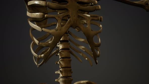 Bones of the Human Skeleton alt