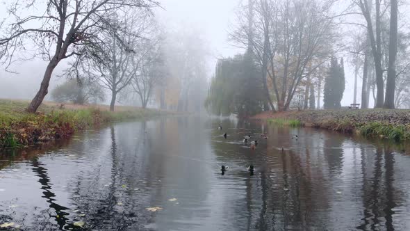 Ducks Swim in the Lake on a Foggy Autumn Day.