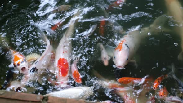 Colorful Japanese Koi Carp fish swimming in a pond