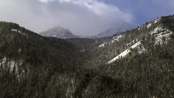 Flying over canyon covered in pine trees during winter