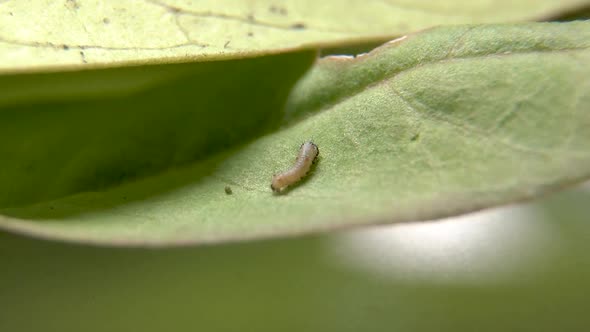 First instar Monarch caterpillar, tiny caterpillar of Plain Tiger butterfly eating leaf. New born