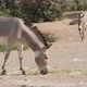 Two Donkeys Walking and Grazing Grass in Countryside on Sunny Day in Summer - VideoHive Item for Sale