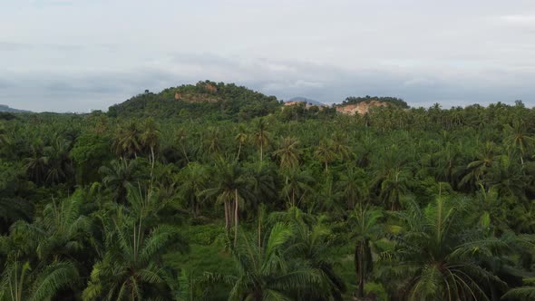 Coconut tree and other plant rural scene