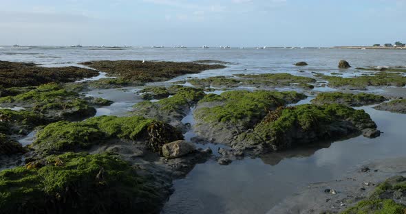 Damgan, Morbihan department, Brittany, France